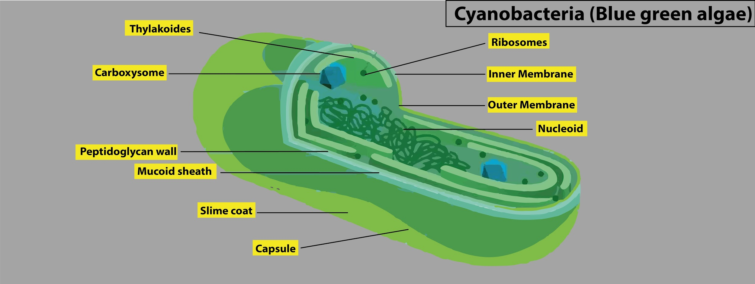 blue green algae cell structure