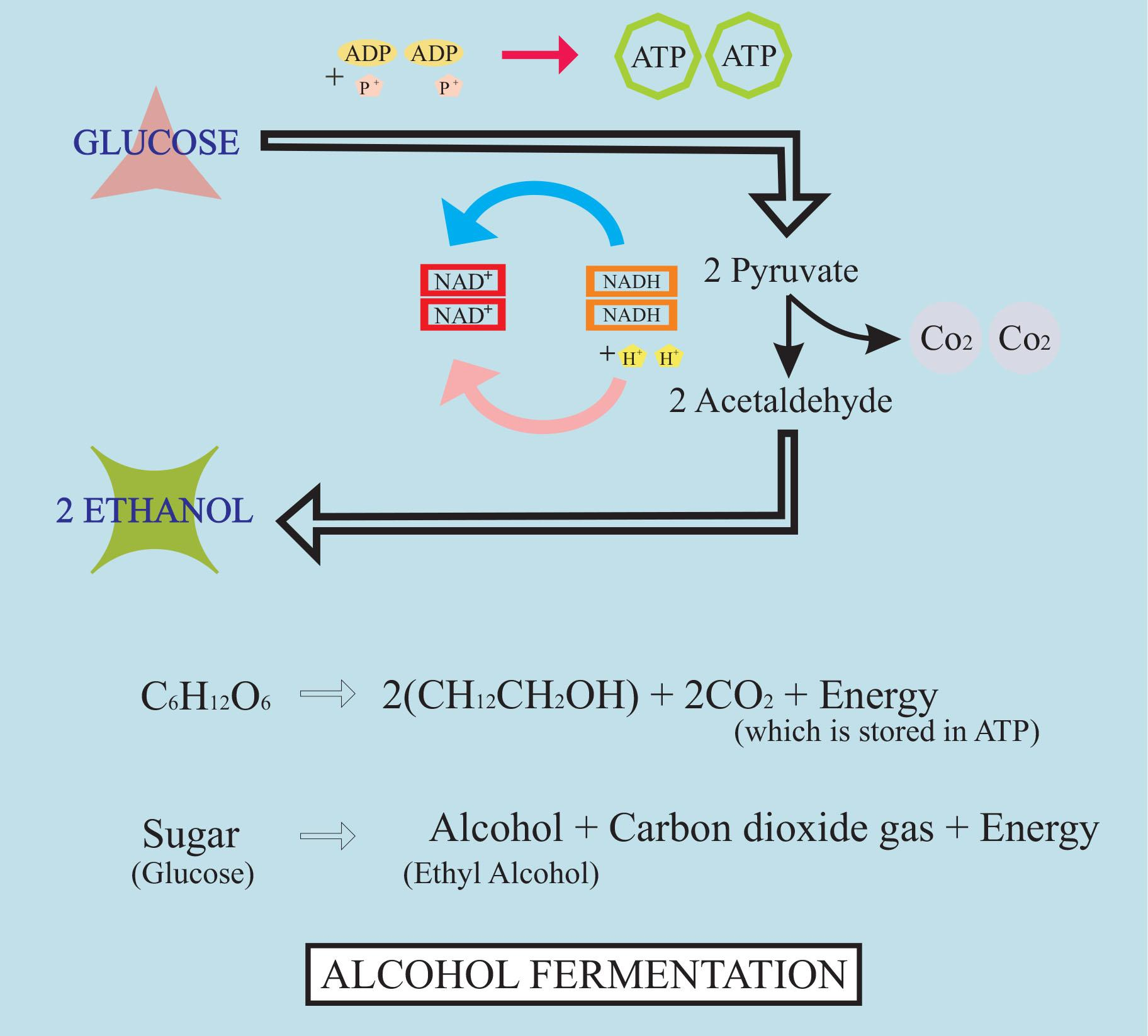 Explain Fermentation Process