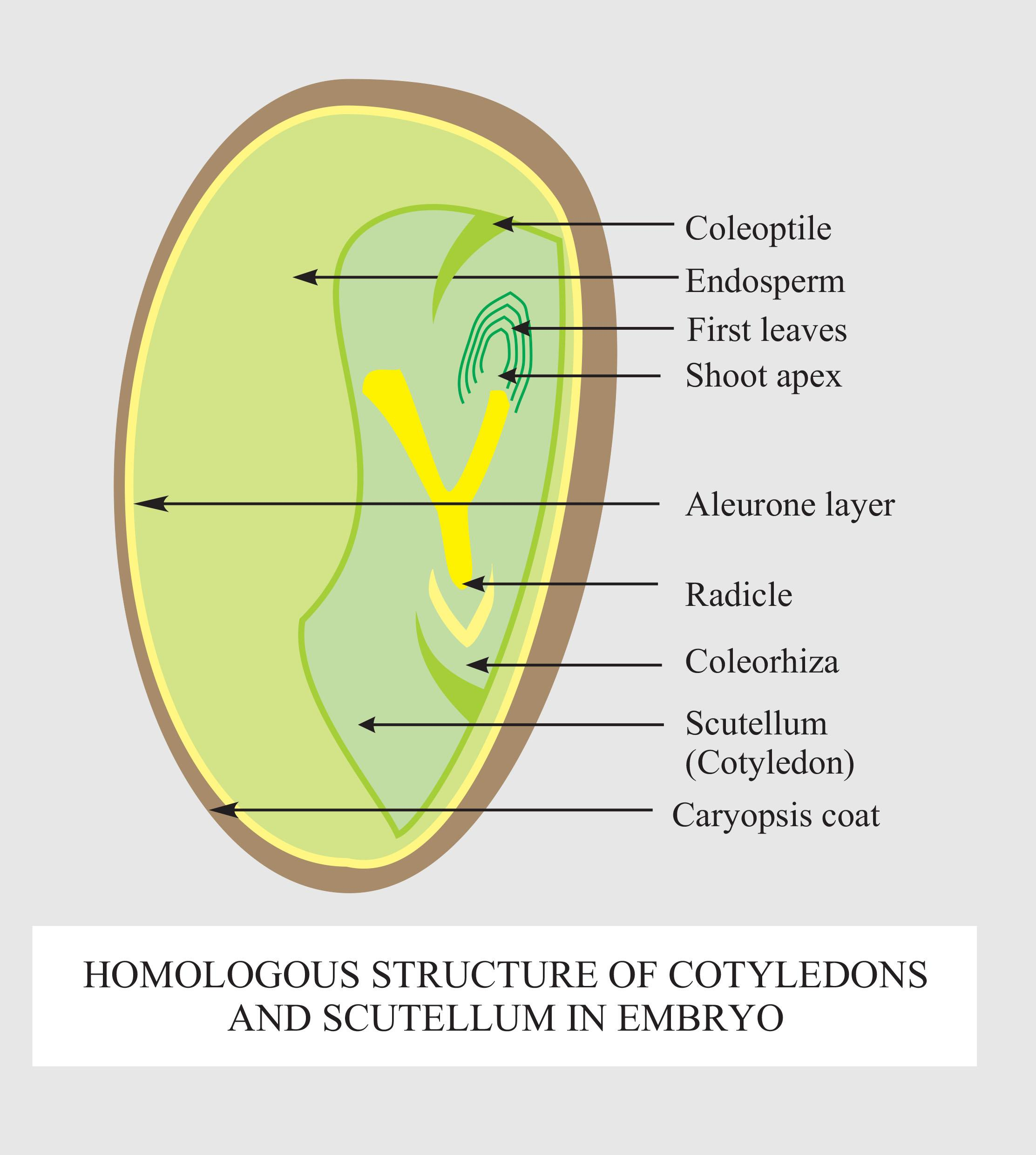 Seed Diagram Endosperm