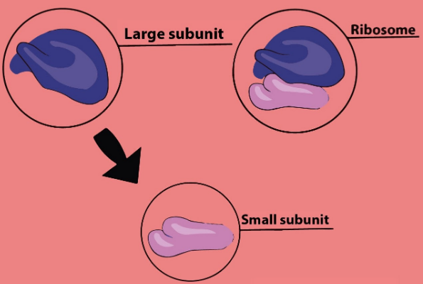 are-ribosomes-membrane-bound