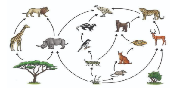 Write short notes on any two of the following. a. Ecological pyramid b ...