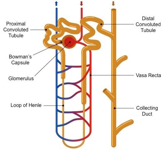 (i) What is glycosuria and ketonuria?(ii) Name the technique used for ...