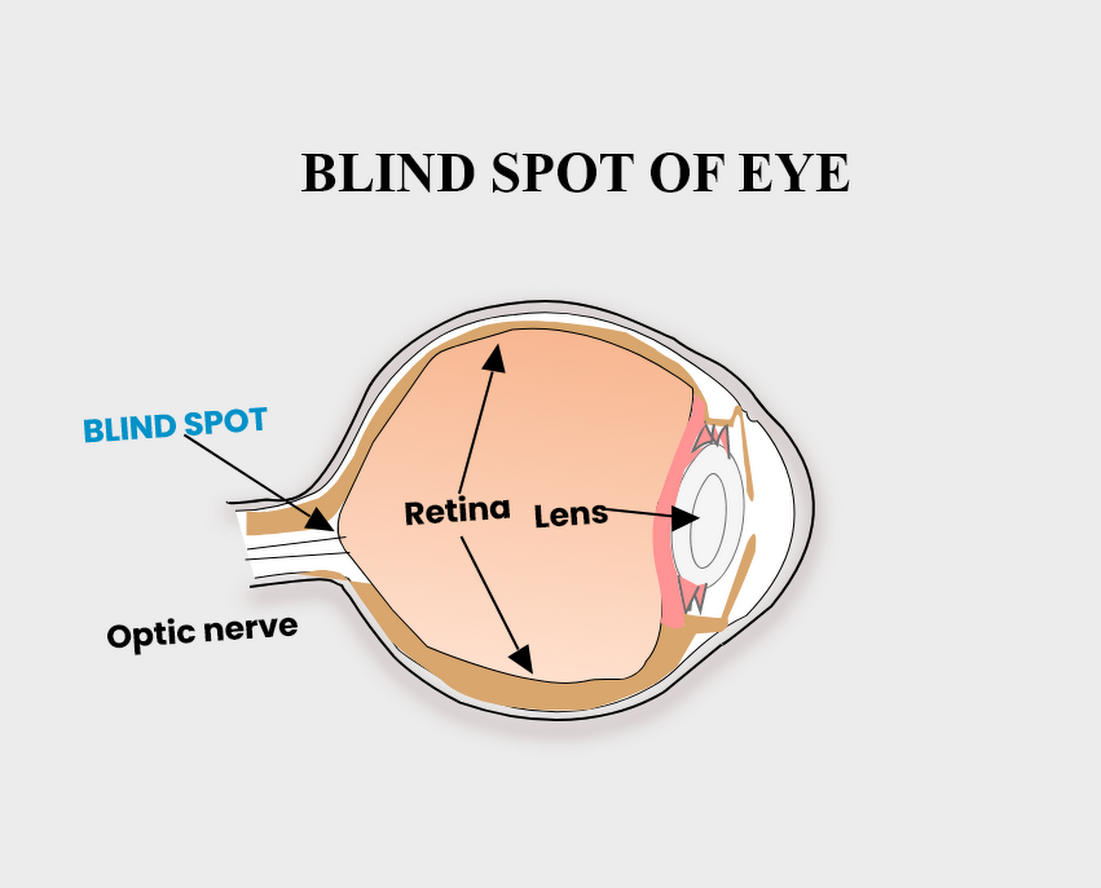 The Point In The Eye From Which Optic Nerves And Blood Vessels Leave 