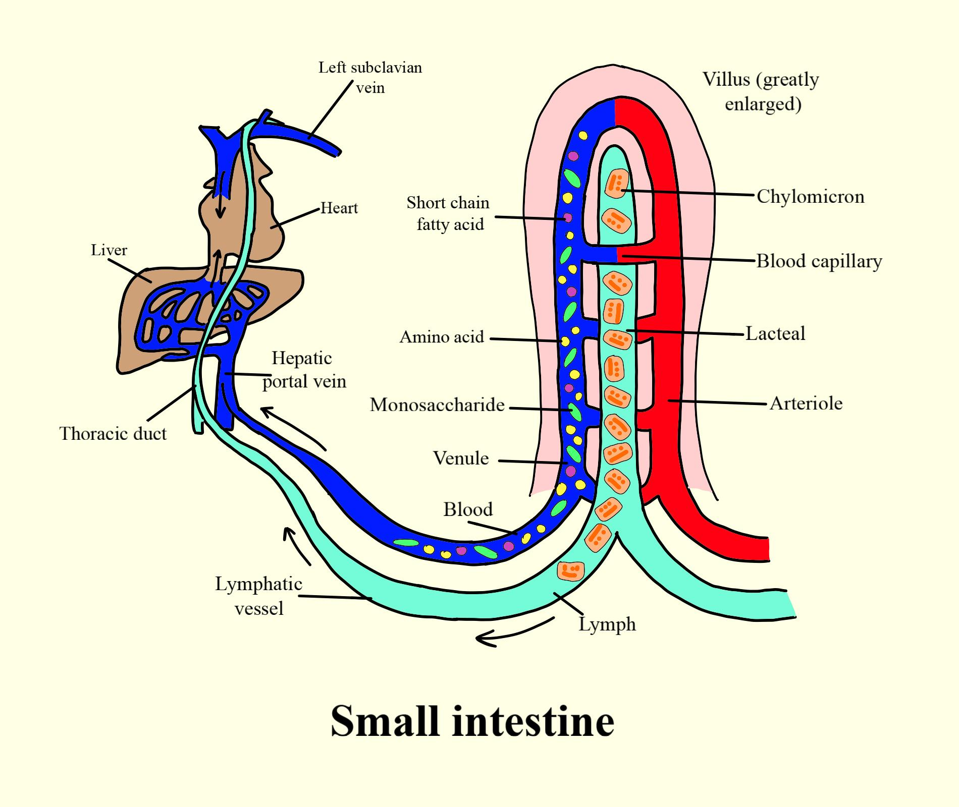 Which part of the gastrointestinal tract is lined with class 11 biology