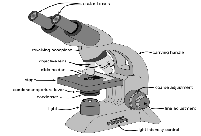 Which of the following is incorrect about a compound microscope?A) It ...