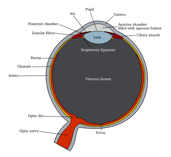 the-human-eye-forms-the-image-of-an-object-at-its-a-corneab-irisc