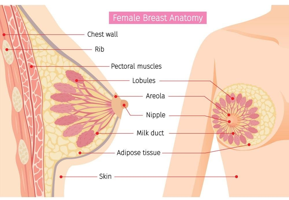 Mammary gland diagram drawing easily/ Breast anatomy drawing 