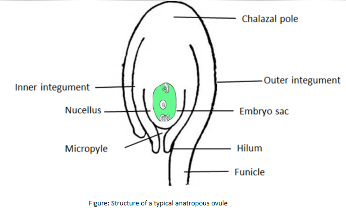 Draw A Neat Labelled Diagram Of A Typical Plant Cell Draw A Neat 