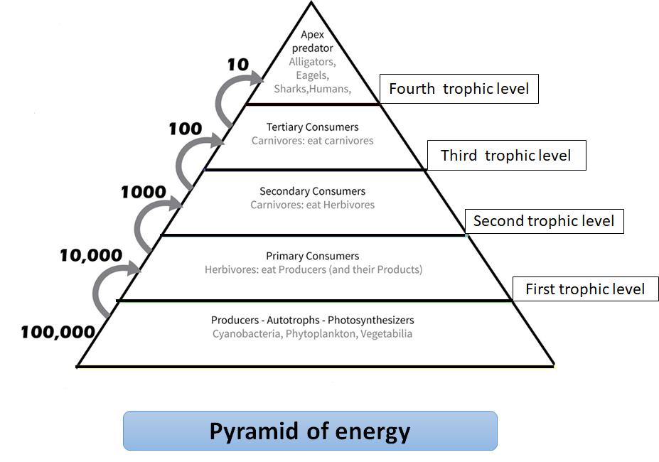 energy pyramid 10 percent rule