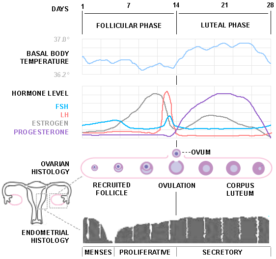 A natural method of birth control assumes that sperms live for three ...