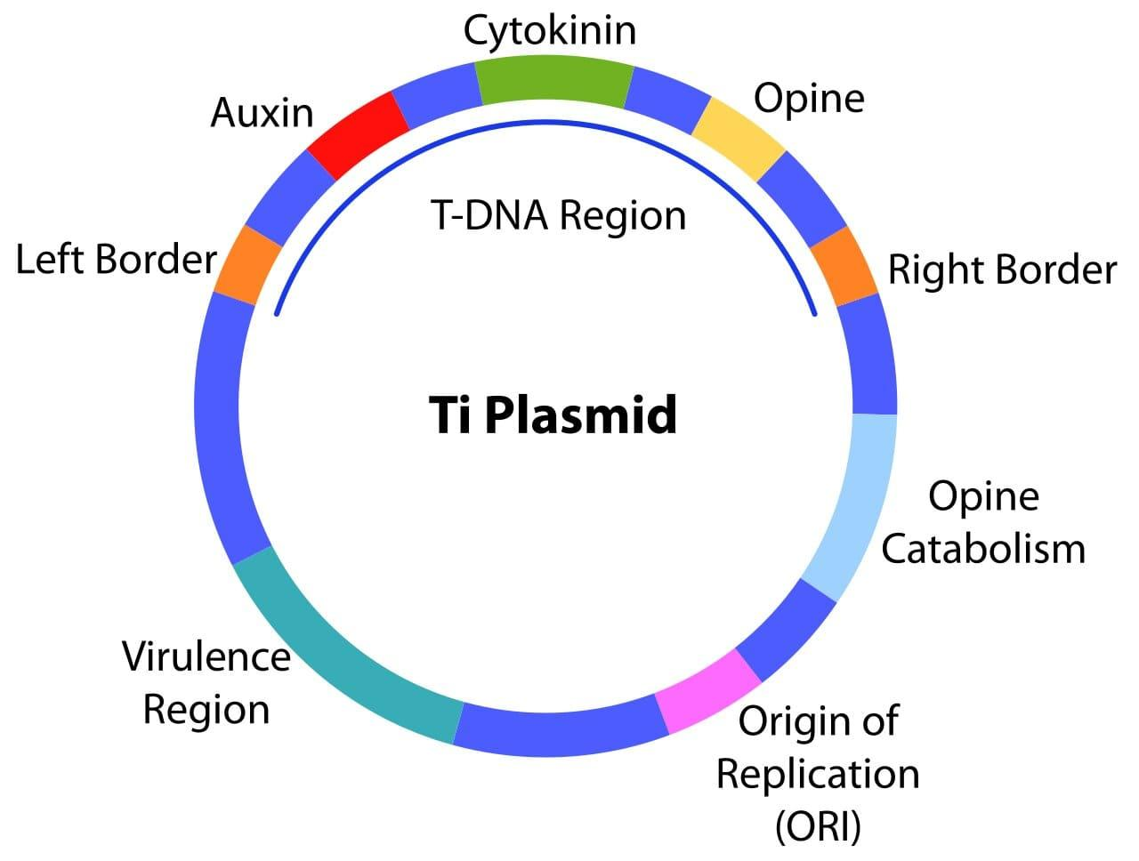 Ti Plasmid Diagram