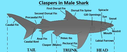 claspers-of-male-scoliodon-develop-in-relation-to-a-pectoral-fins-b-pelvic-fins-c-anal-or