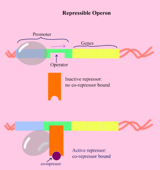 What Is Repressible Operon