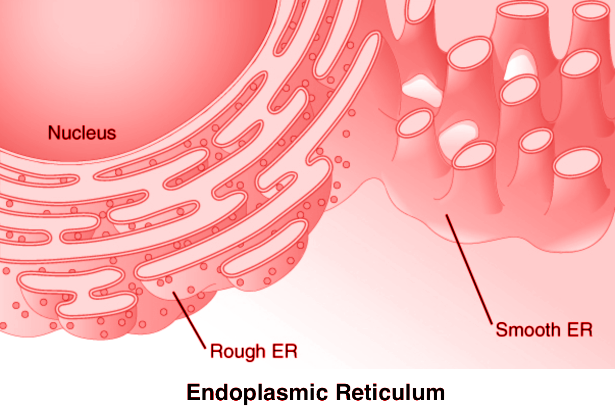 Function Of ER Is are a Attachment Site Of Ribosomesb Storage Of 