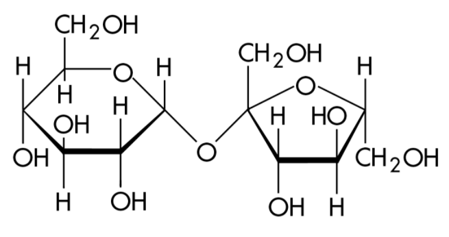 Which form of sugar is present in sugarcane?