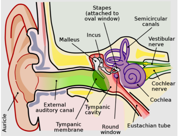 What are the main parts of the ear?