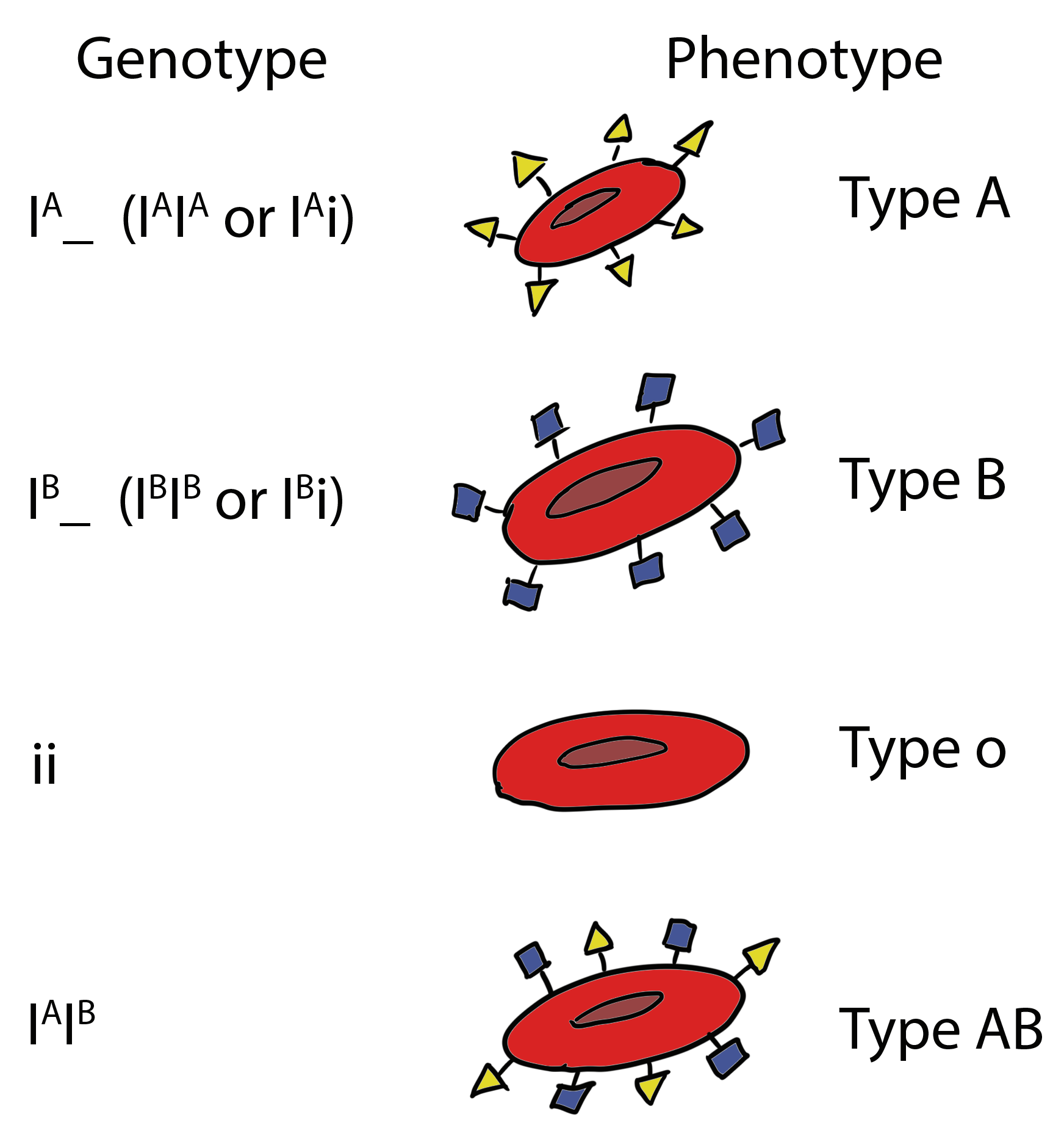 codominance-and-multiple-alleles-inheritance-ep-2-zo-huggett-tutorials