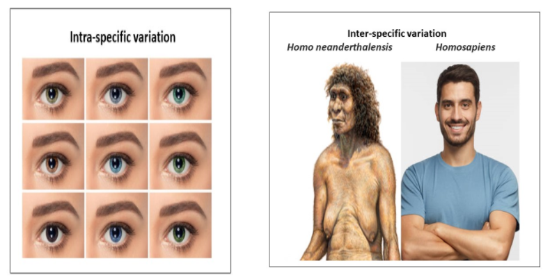 What do you understand by the term variation class 11 biology CBSE