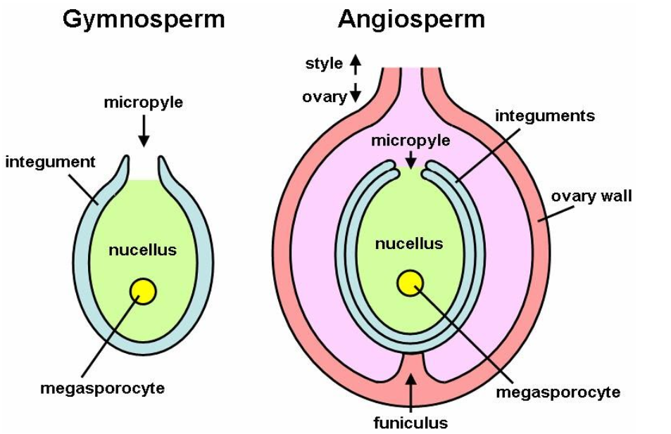 MicroPyle occurs in(A) Ovary(B) Seeds(C) Ovule(D) Both B and C