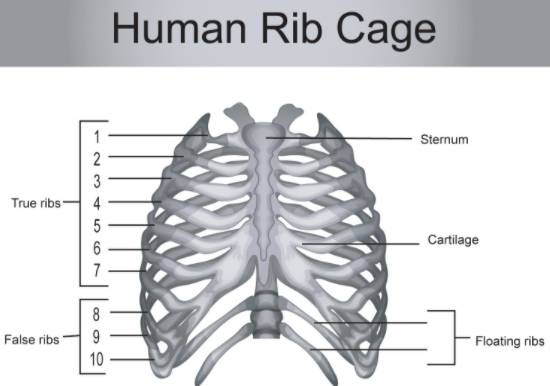 What organs are located on the left side of your body below the rib cage?