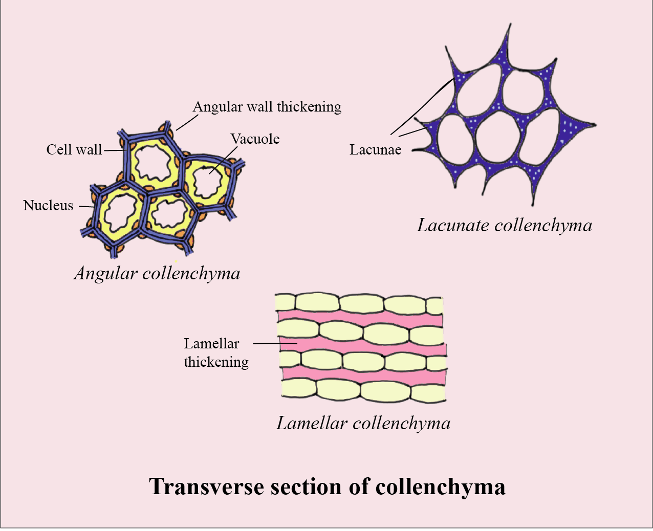 collenchyma cell