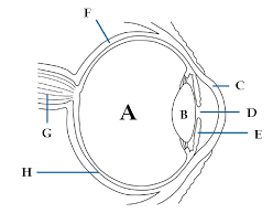 Parts A, B, C and D of the human eye are shown in the diagram. Select ...