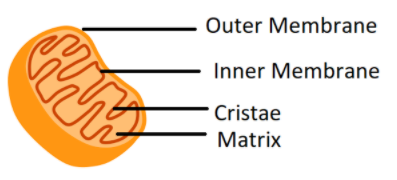 Electron Transport System (ETS) is located in mitochondrial (А) Outer ...