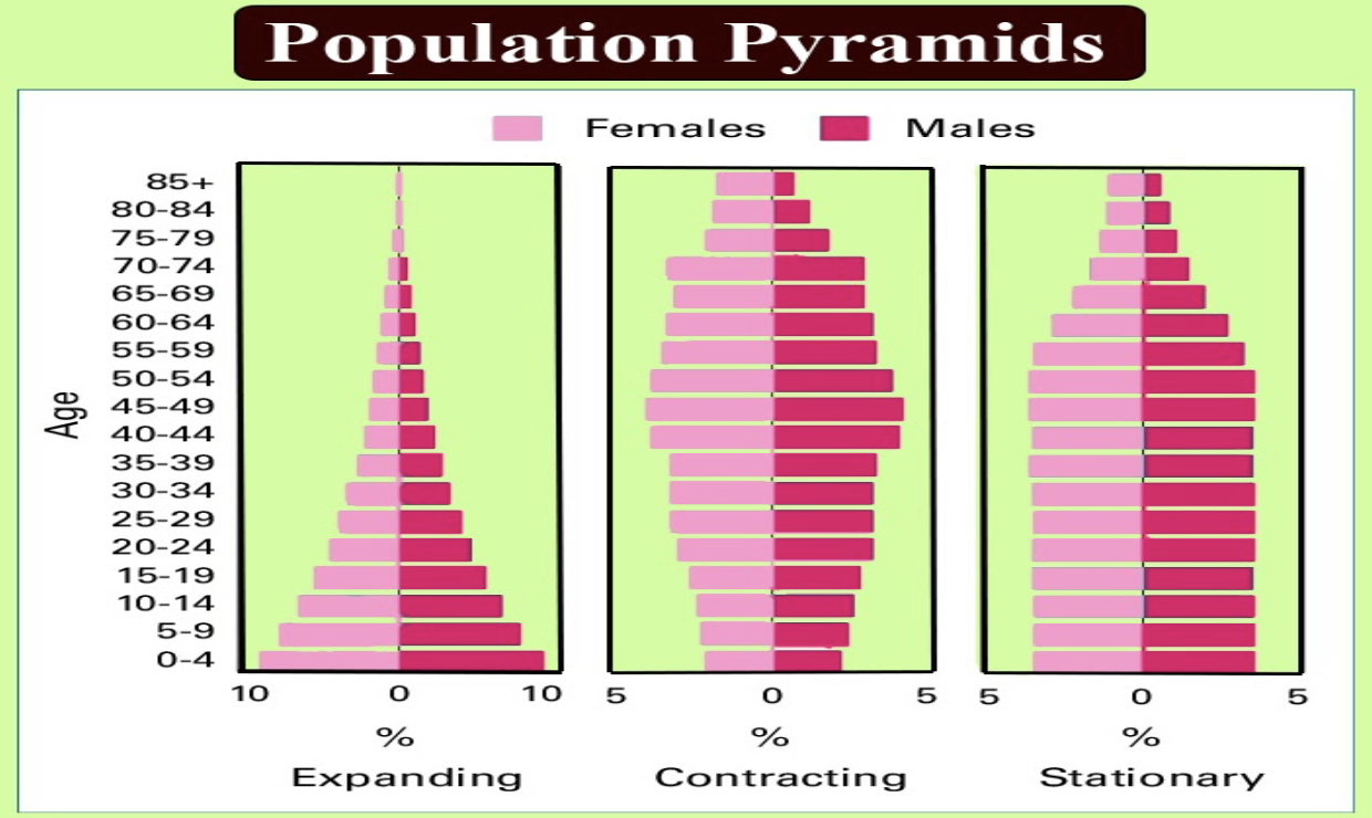 Stationary Population Pyramid