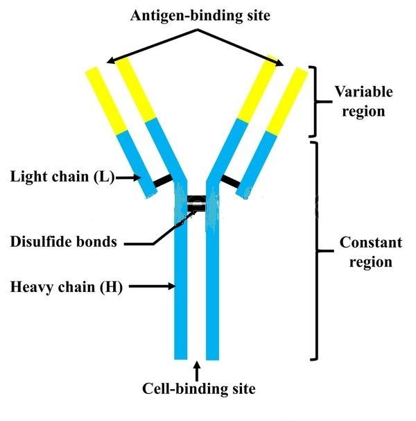 Antibodies present in colostrum which protect the new born from certain ...