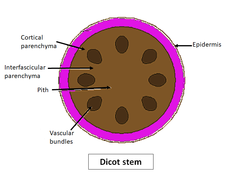 vascular bundle monocot dicot
