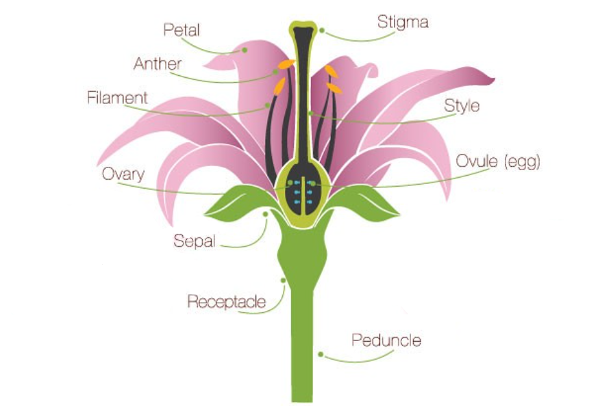 name-the-various-parts-of-the-pistil