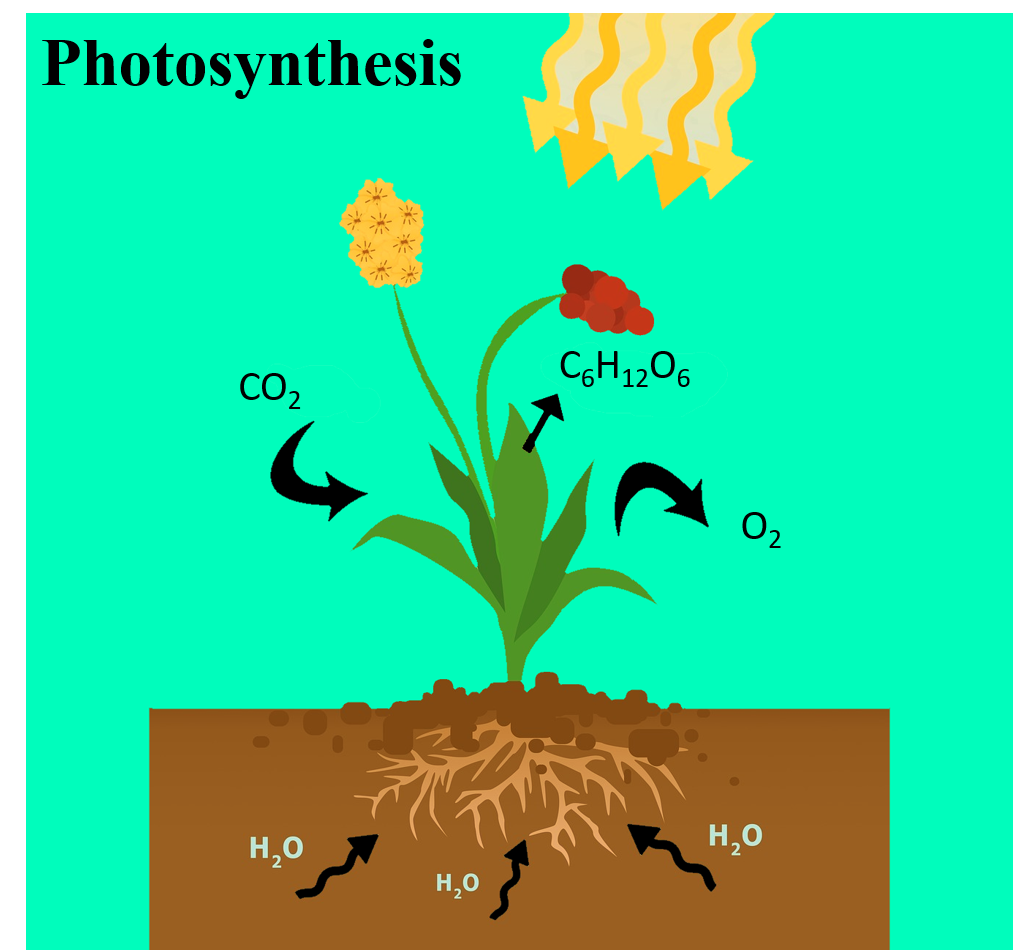 What Are The 4 Main Functions Of A Leaf