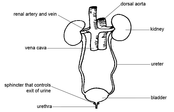 human excretory system diagram labeled