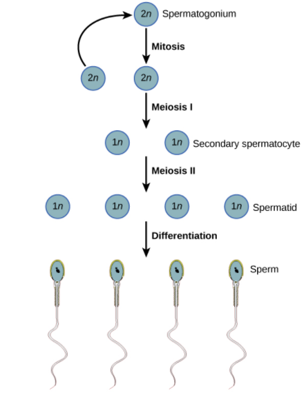 what-would-have-happened-if-meiosis-does-not-occur-during-the