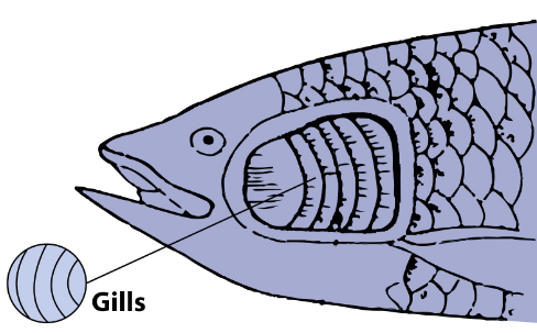 What are gills What purpose do they serve in fish class 11 biology CBSE