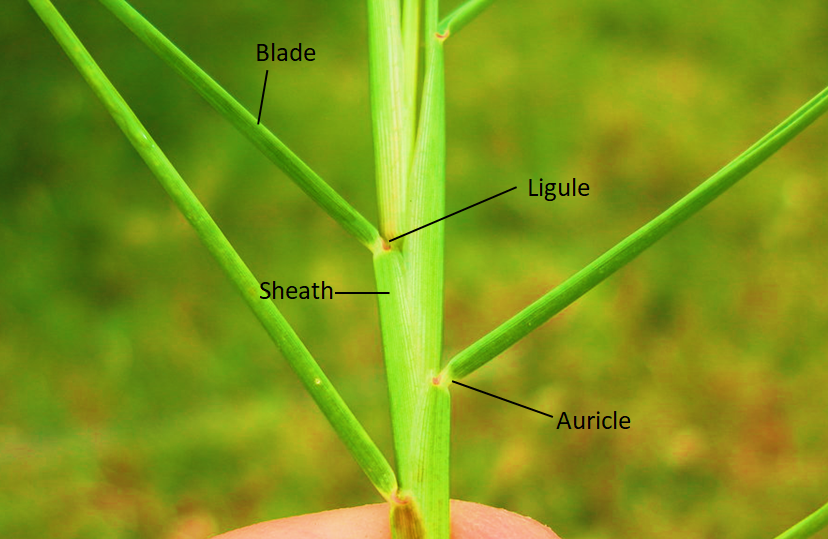 Presence of sheathing leaf base and ligule are characteristics of (a ...