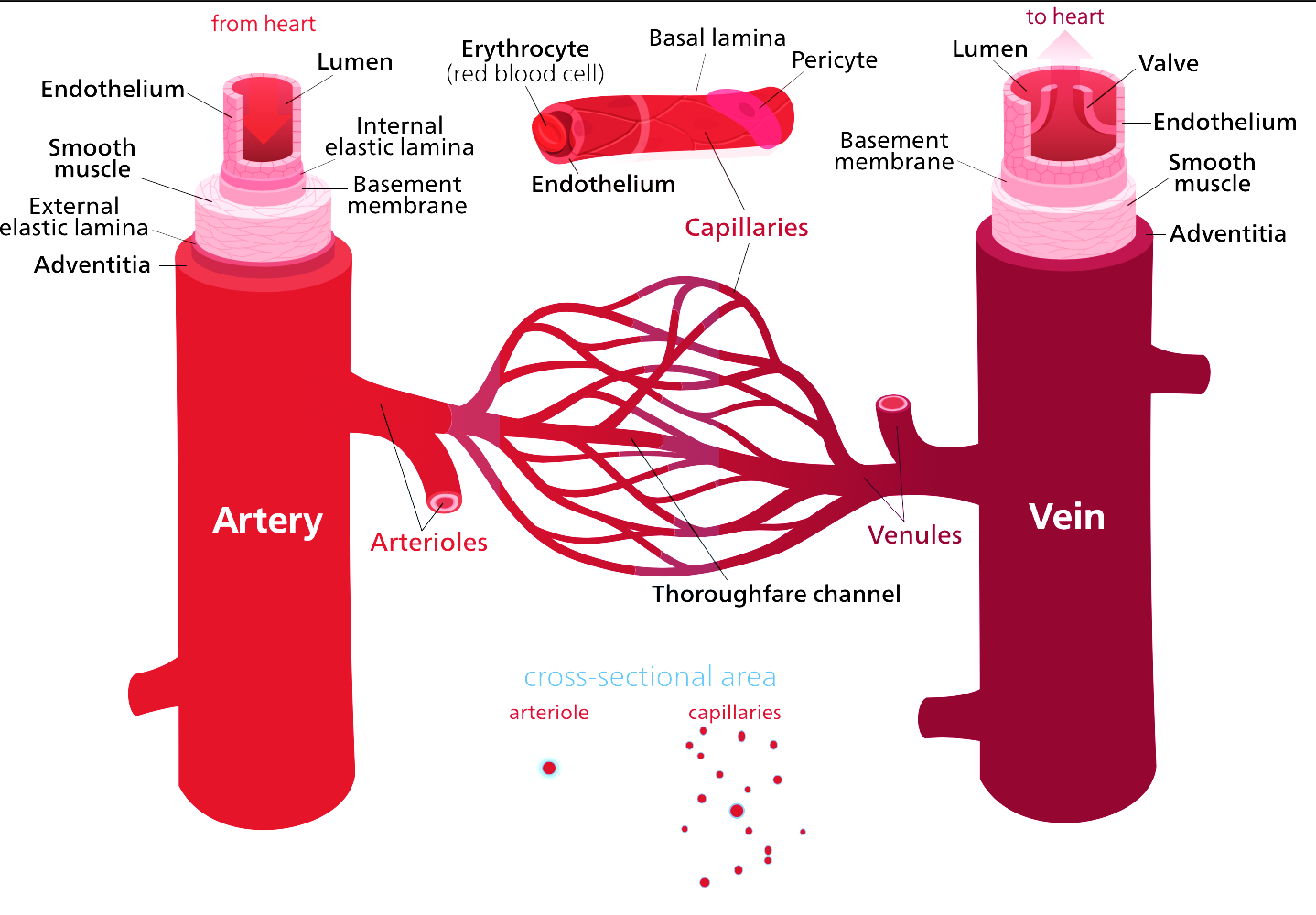 Name the three kinds of blood vessels of the human circulatory system ...