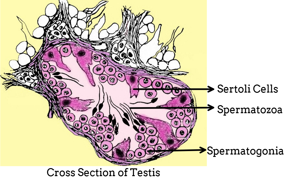 What are the functions of Sertoli cells of the seminiferous class 12