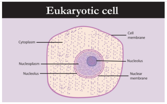 Protoplast excluding nucleus is called a Cytoplasm class 11 biology CBSE