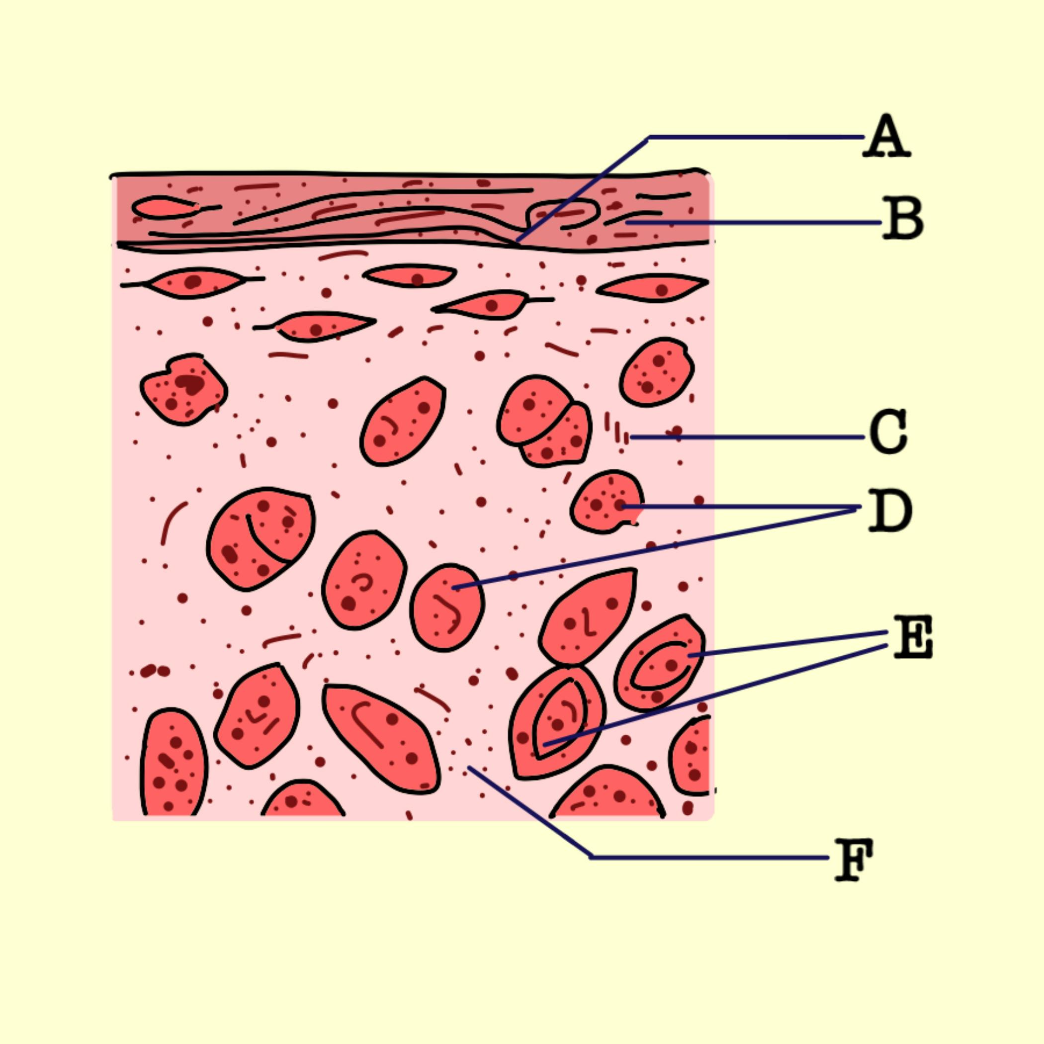 Draw A Neat Labelled Diagram Of Hyaline Cartilage Class 11 Biology Cbse 