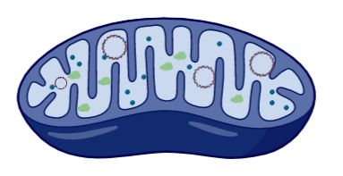 Label the diagram and write down the details of the concept in your ...