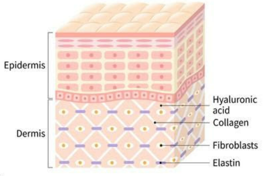 Art Labeling Activity The Structure Of The Epidermis - vrogue.co