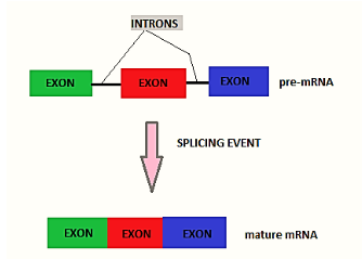 The Process Of Splicing In Eukaryotes A Is Reminiscent Class 11 Biology Cbse