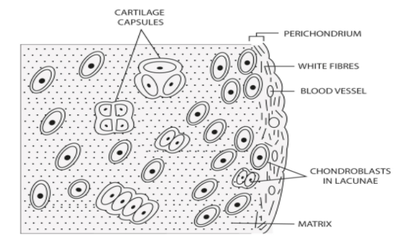 Draw A Neat Labelled Diagram Of Hyaline Cartilage Class 11 Biology Cbse