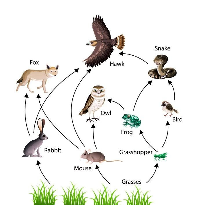 What do you understand about food web? Describe a food web with the ...