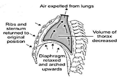 At the time of expiration, diaphragm becomesa) Obliqueb) Normalc ...