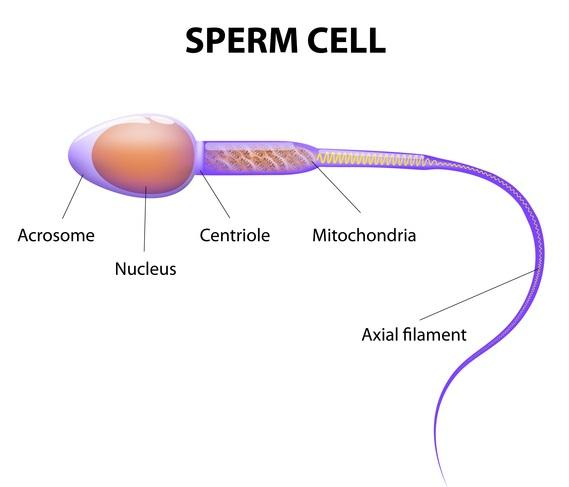 what-is-the-function-of-the-head-in-the-human-sperms