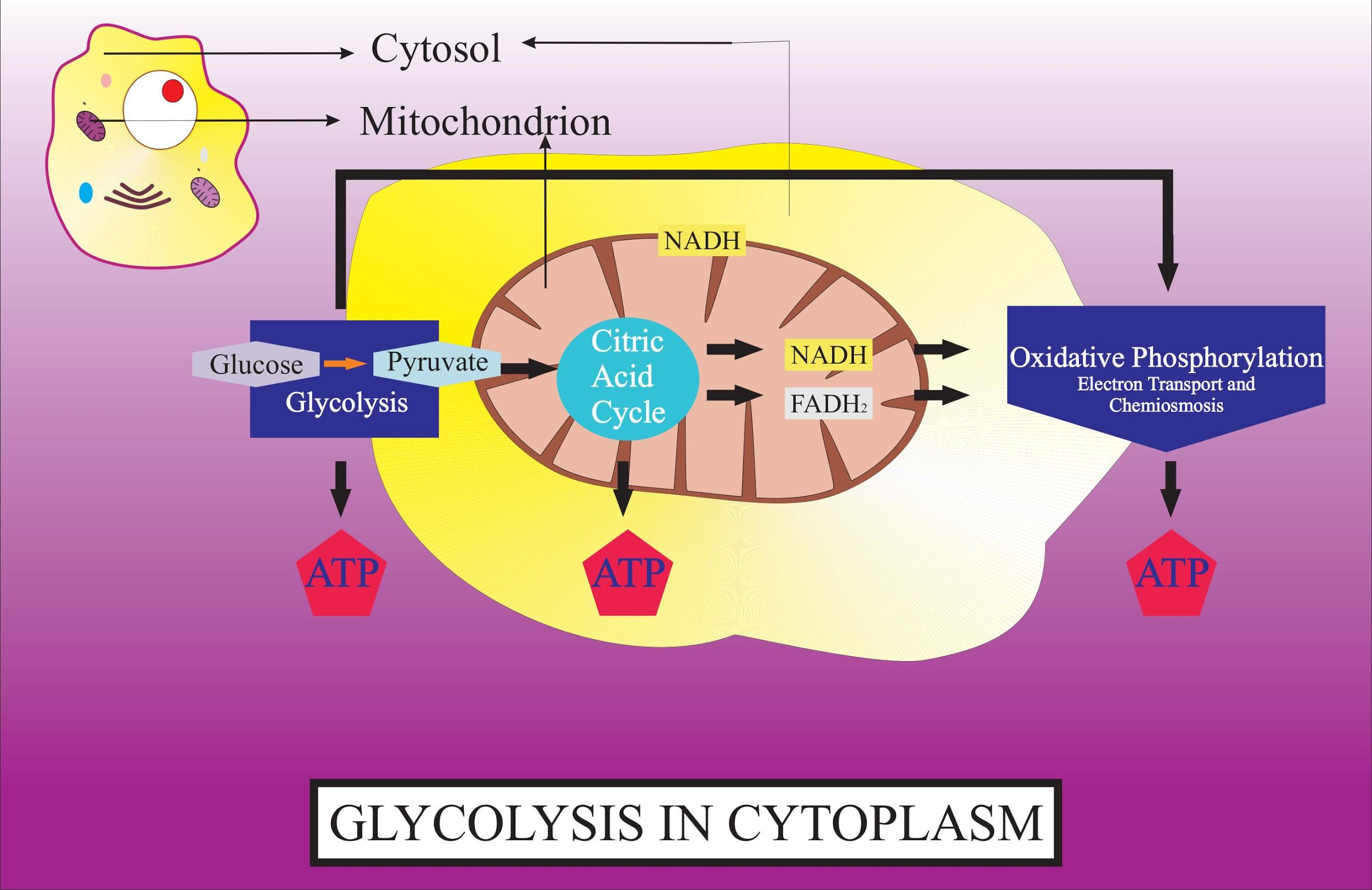 The Site Of Glycolysis Or EMP Is a Mitochondria b Cytoplasm c ER d 