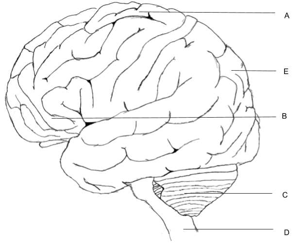 brain medial view