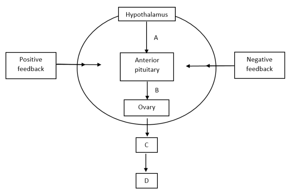 Choose The Correct Combination Of Labelling The Hormonal Control Of The ...